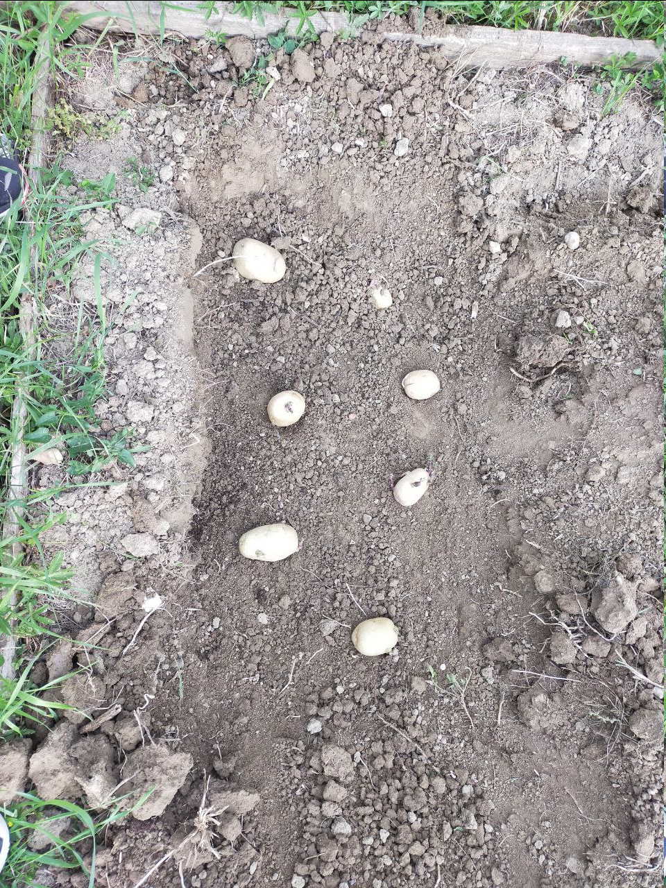 Orto Diaries Episode Three: Tomatoes!