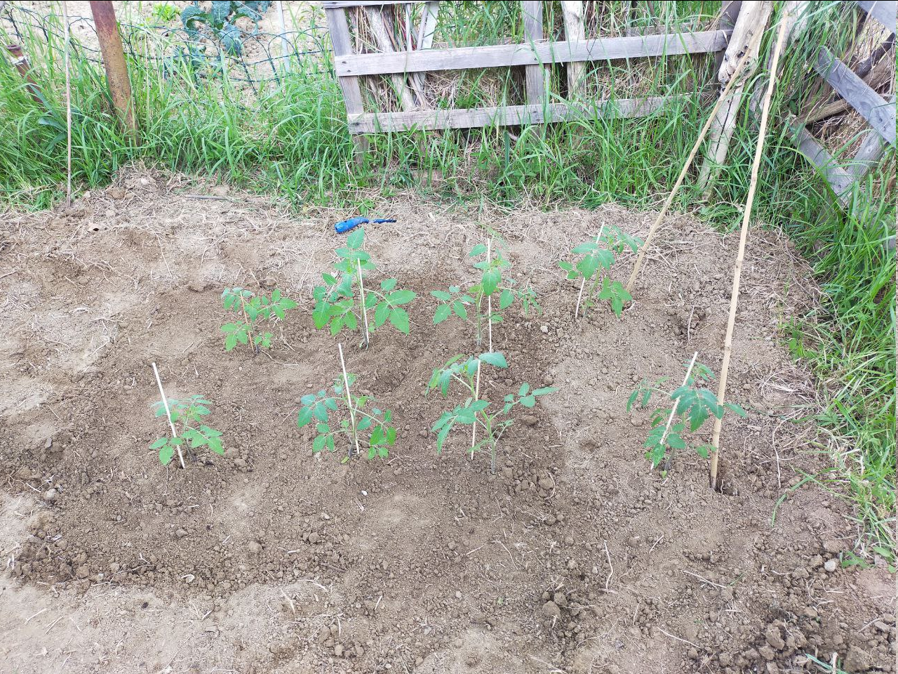 Orto Diaries Episode Three: Tomatoes!