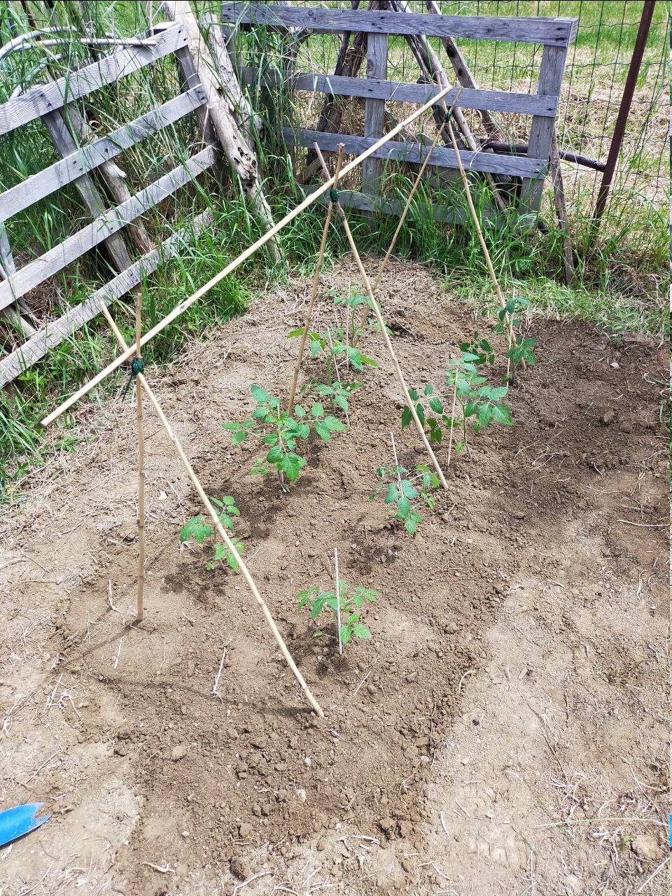 Orto Diaries Episode Three: Tomatoes!