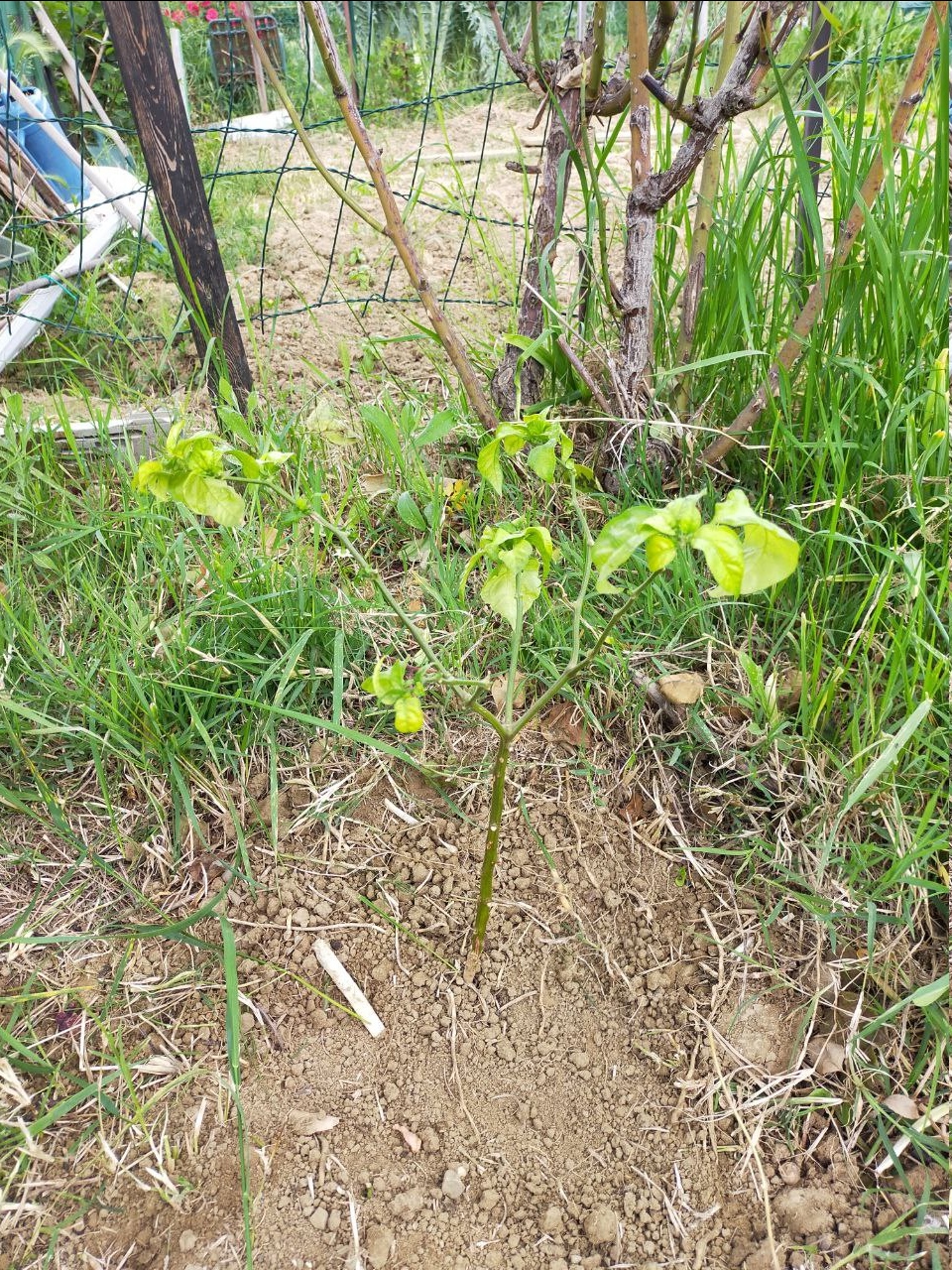Orto Diaries Episode Three: Tomatoes!