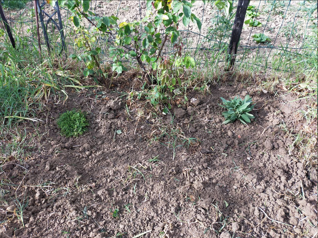 Orto Diaries Episode Three: Tomatoes!